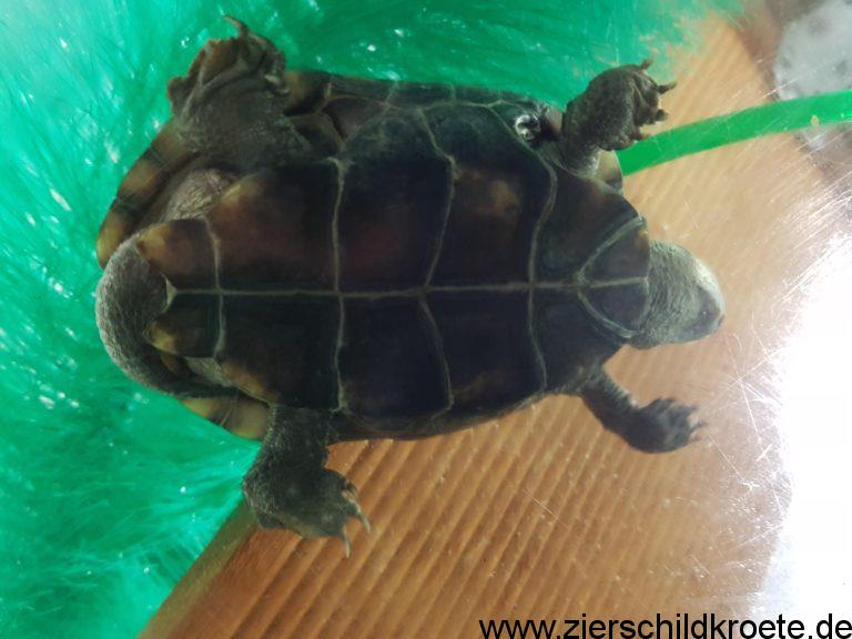 Chinesische Dreikielschildkröten, Mauremys reevesii (Chinemys)