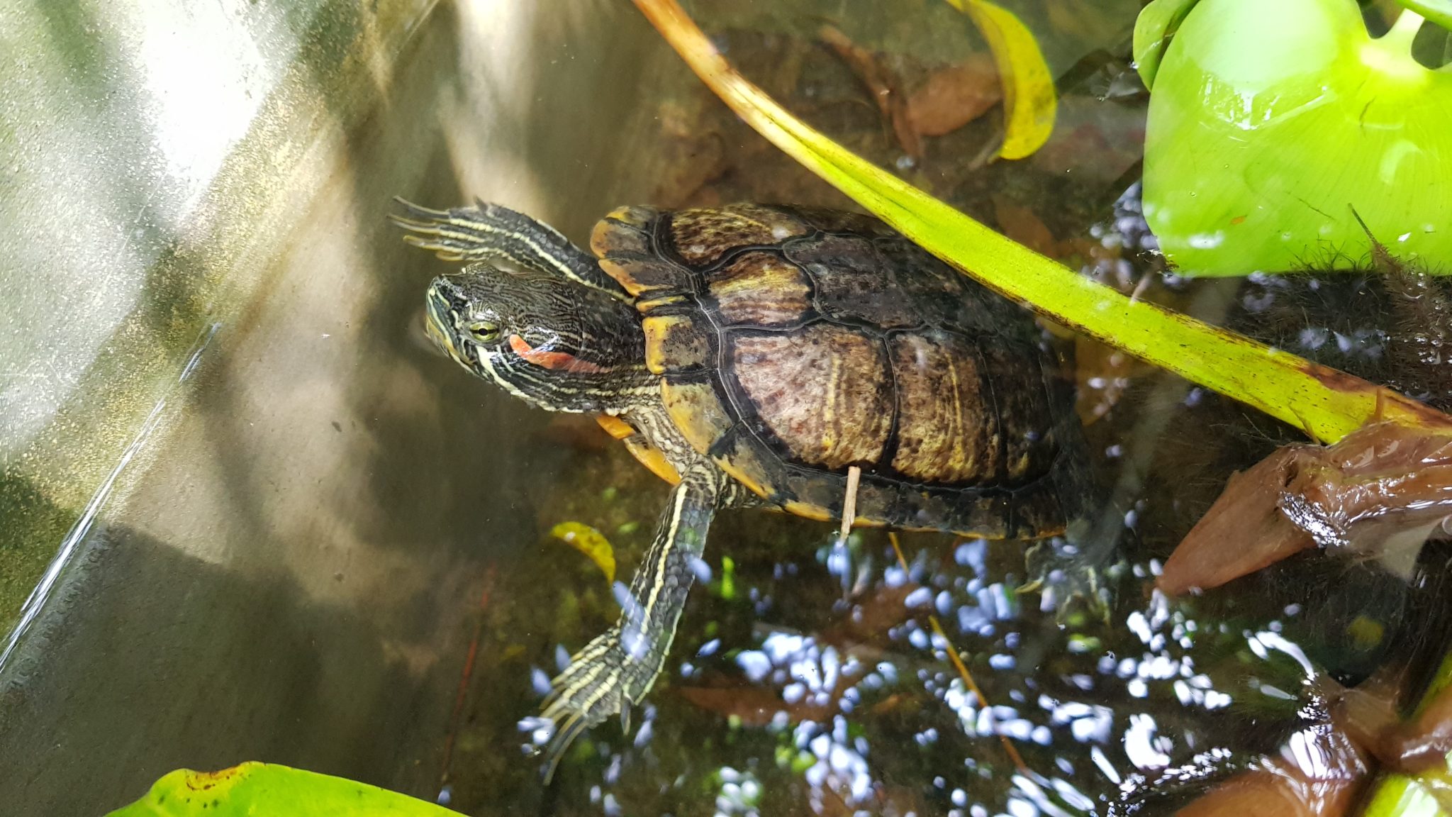 Wie alt werden Wasserschildkröten?