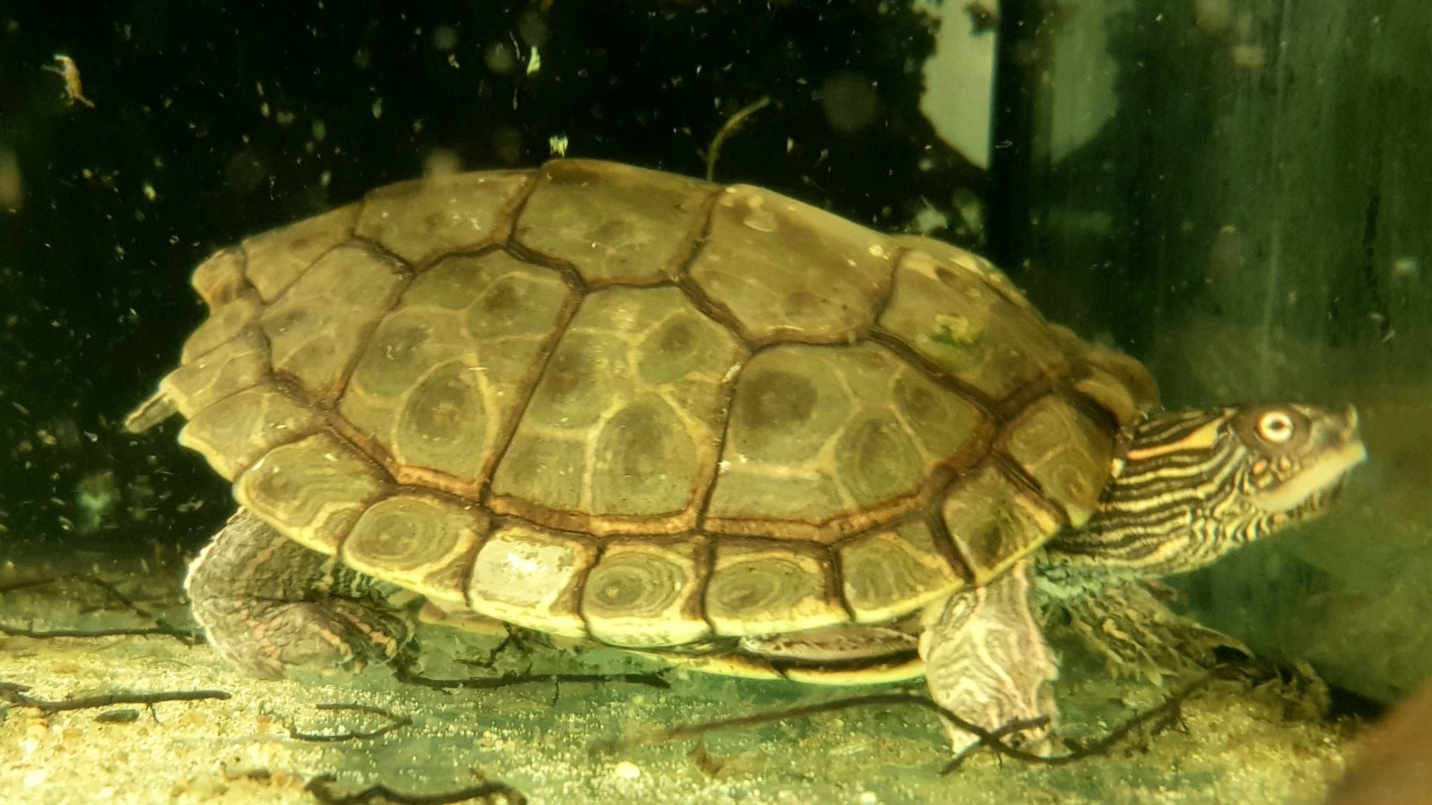 Kleinbleibende Wasserschildkröten für´s Aquarium, MiniSchildkröten
