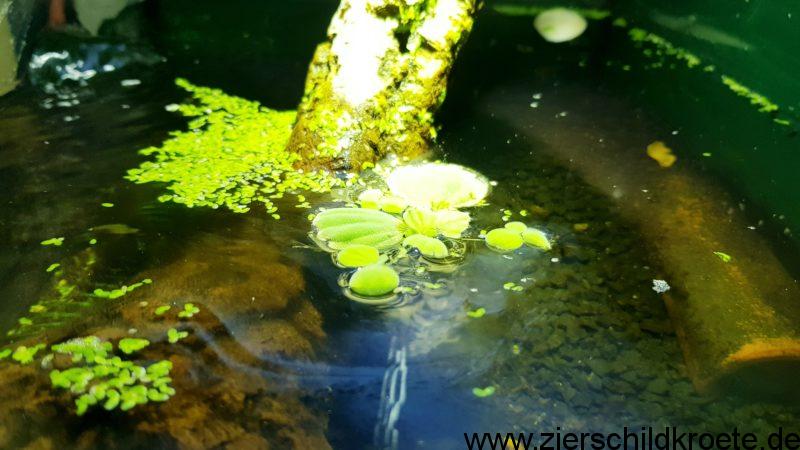 Kahmhaut im Aquarium bei Wasserschildkröten