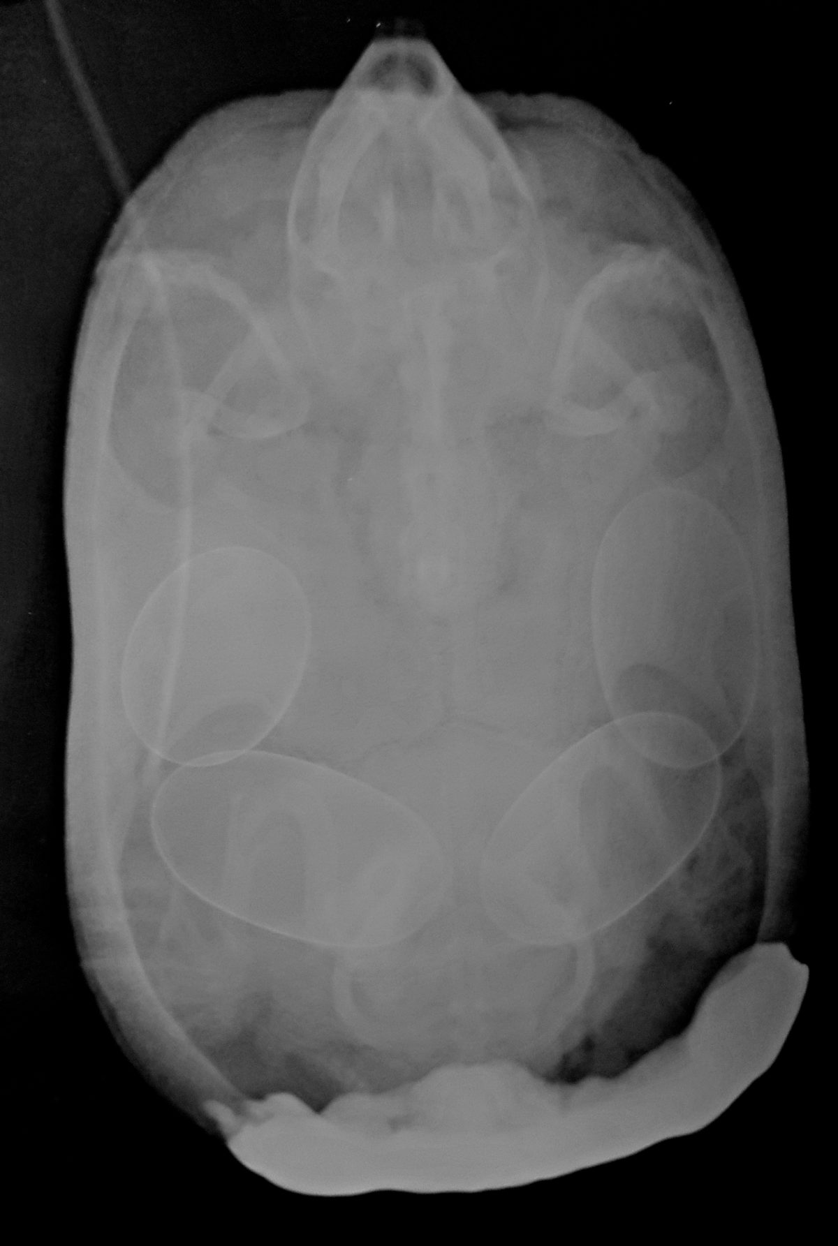 Wasserschildkröten-Krankheiten: Legenot