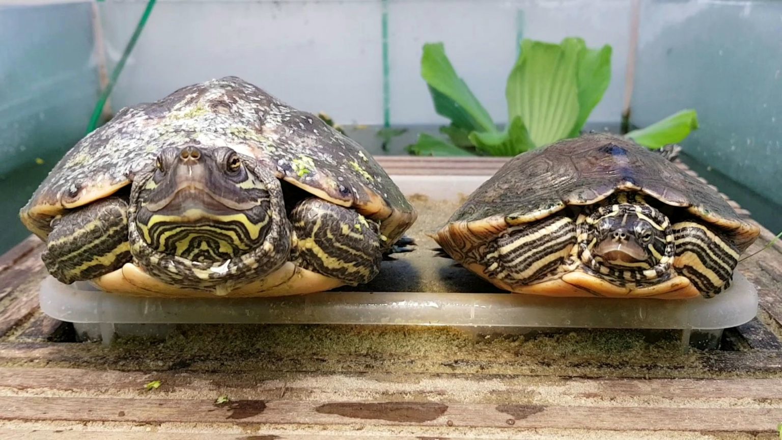 HöckerschildkrötenArten, Graptemys Wasserschildkröten