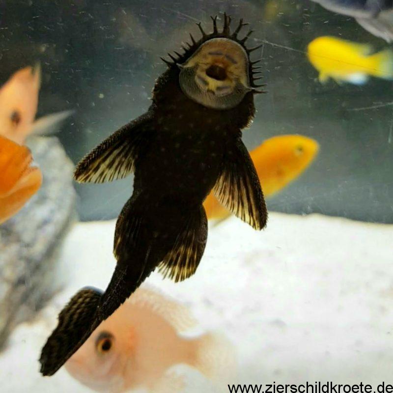 Fische Als Mitbewohner Fur Wasserschildkroten