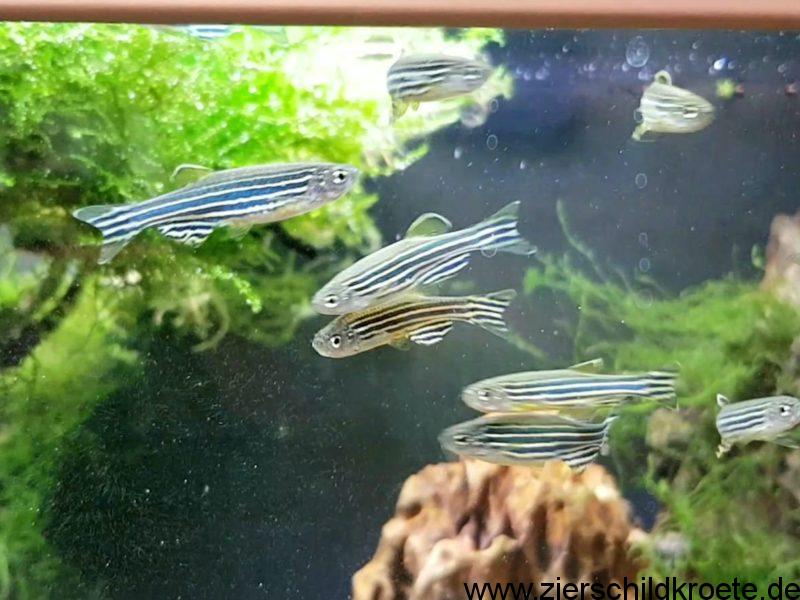 Fische als Mitbewohner für Wasserschildkröten
