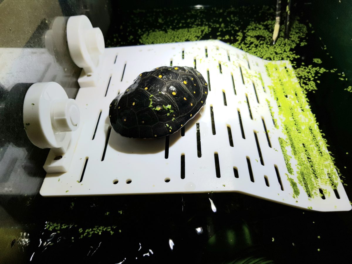 Plastikinseln für Wasserschildkröten