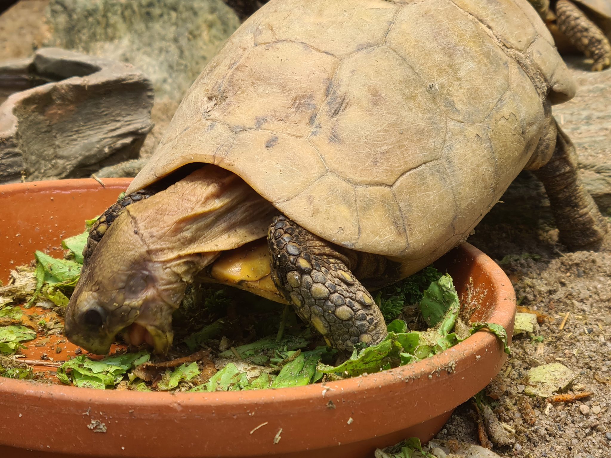 SchildkrötenNamen Landschildkröten Wasserschildkröten