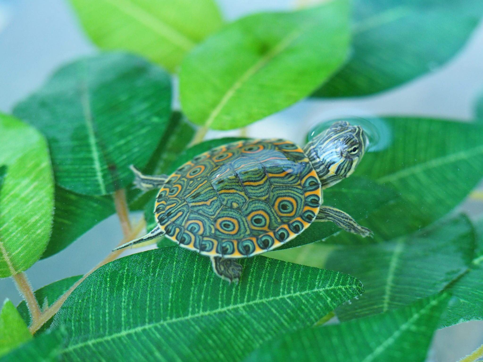 Wasserschildkröten ohne Winterschlaf