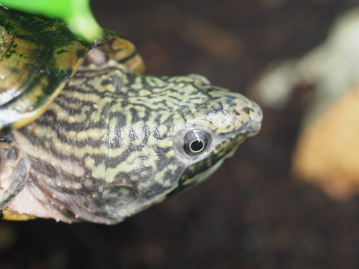 NackenstreifenMoschusschildkröten, Sternotherus minor peltifer