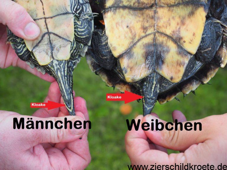 Falsche Landkarten und MississippiHöckerschildkröten