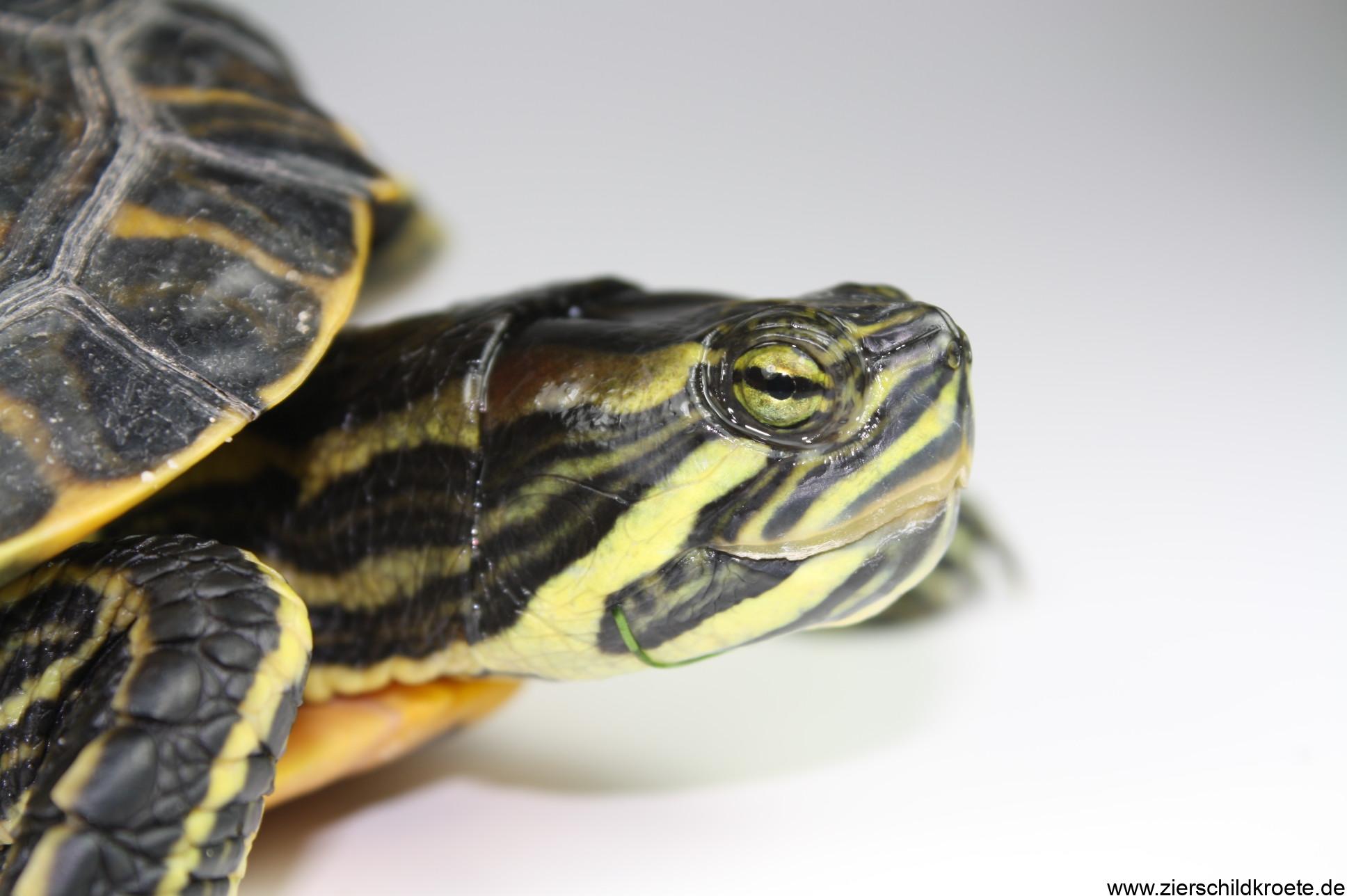 CumberlandSchmuckschildkröte, Trachemys scripta troostii