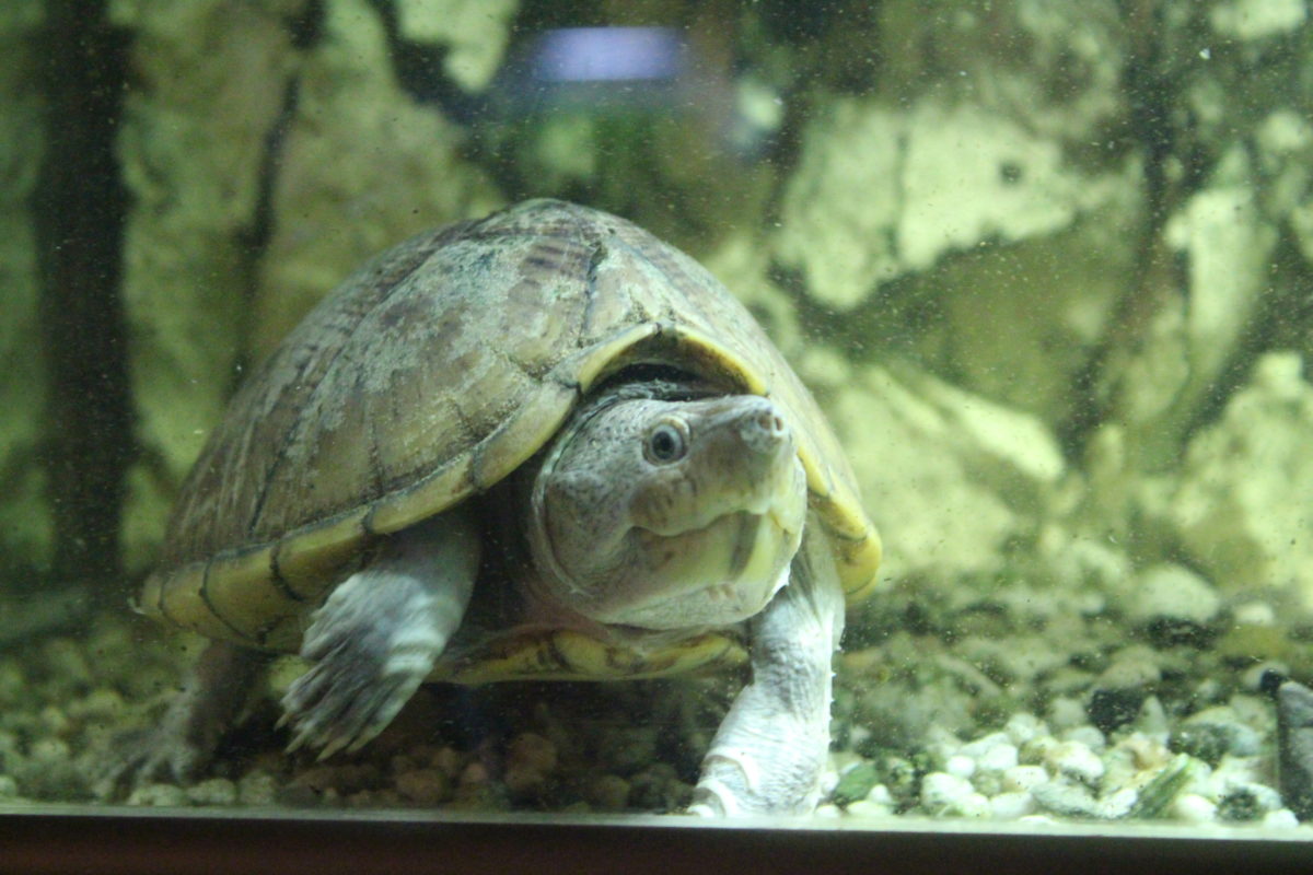 DachMoschusschildkröten, Sternotherus carinatus