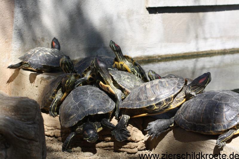 XXL-Ansichtskarte fünf Wasserschildkröten an Land 