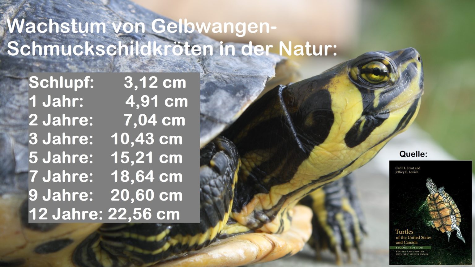 BuchstabenSchmuckschildkröten, Trachemys scripta