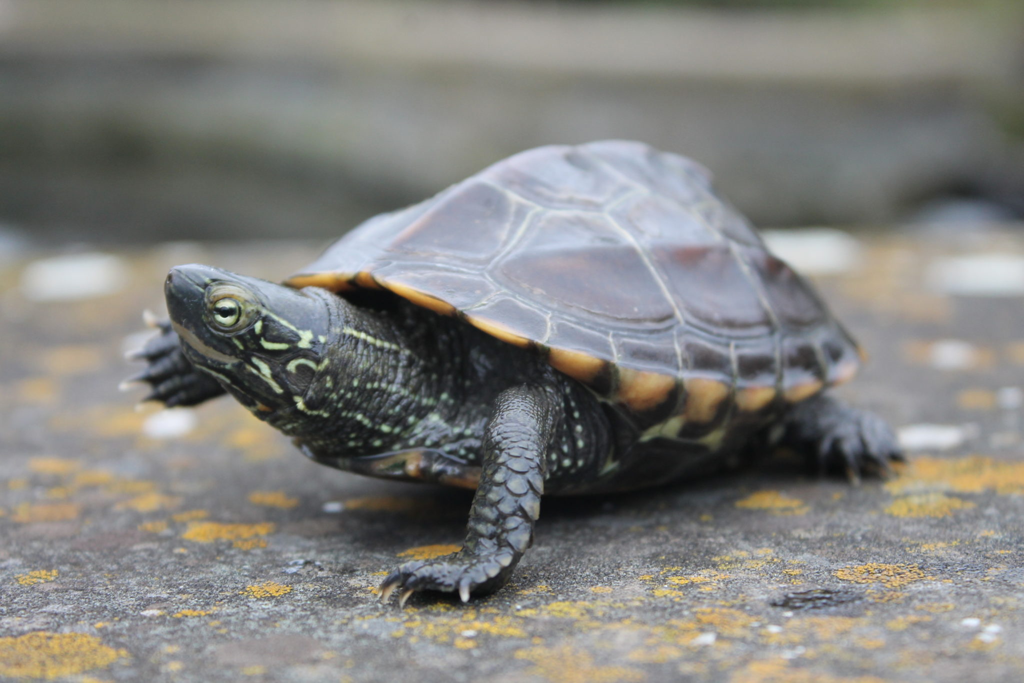 Häufige Fragen über Wasserschildkröten