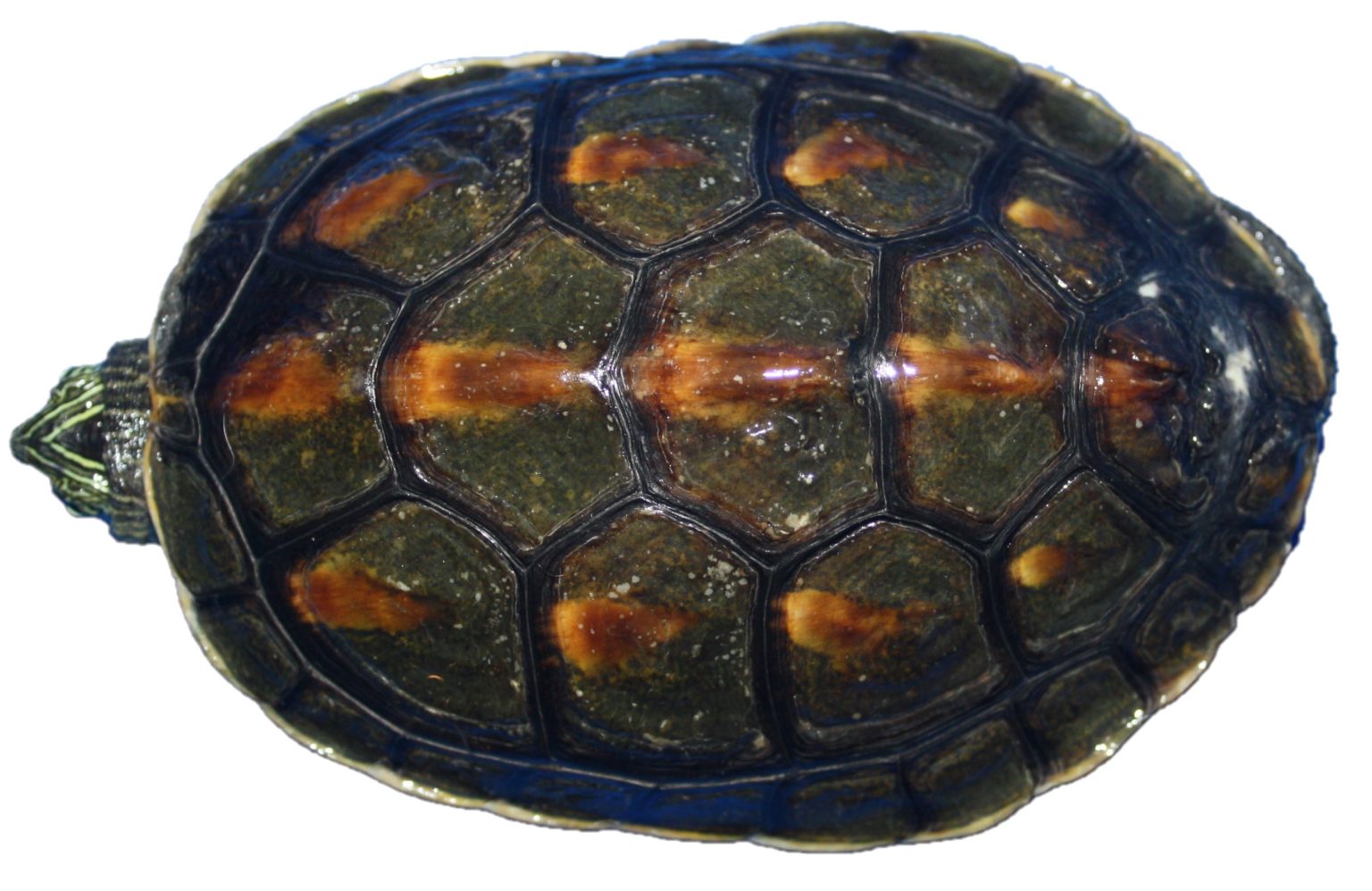 33+ Chinesische Streifenschildkröte Im Teich Mit Goldfischen, Die