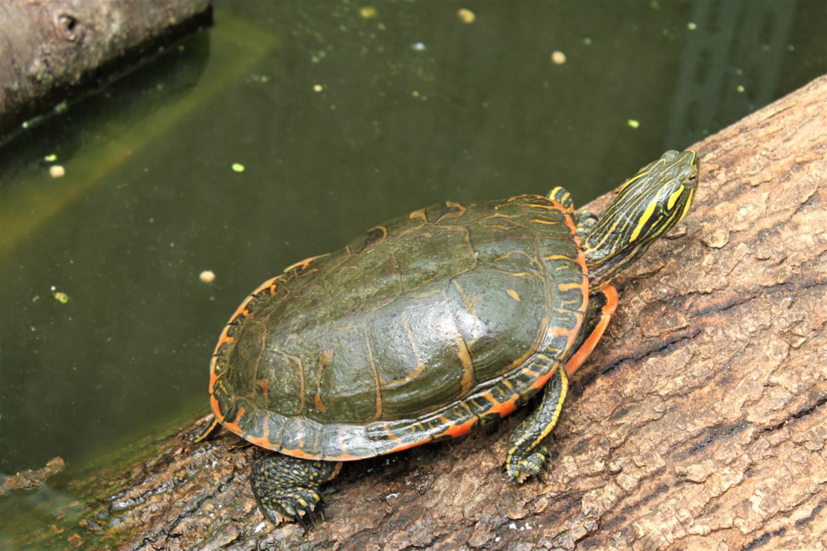 Teichhaltung von Wasserschildkröten