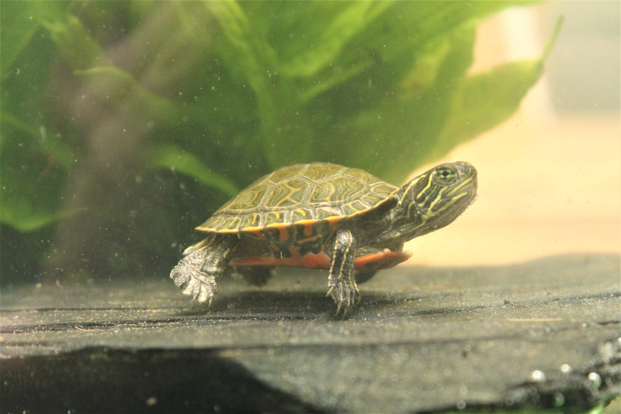 Zierschildkröten, Chrysemys picta Wasserschildkröten