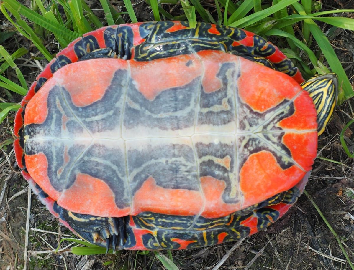 Zierschildkröten, Chrysemys picta Wasserschildkröten