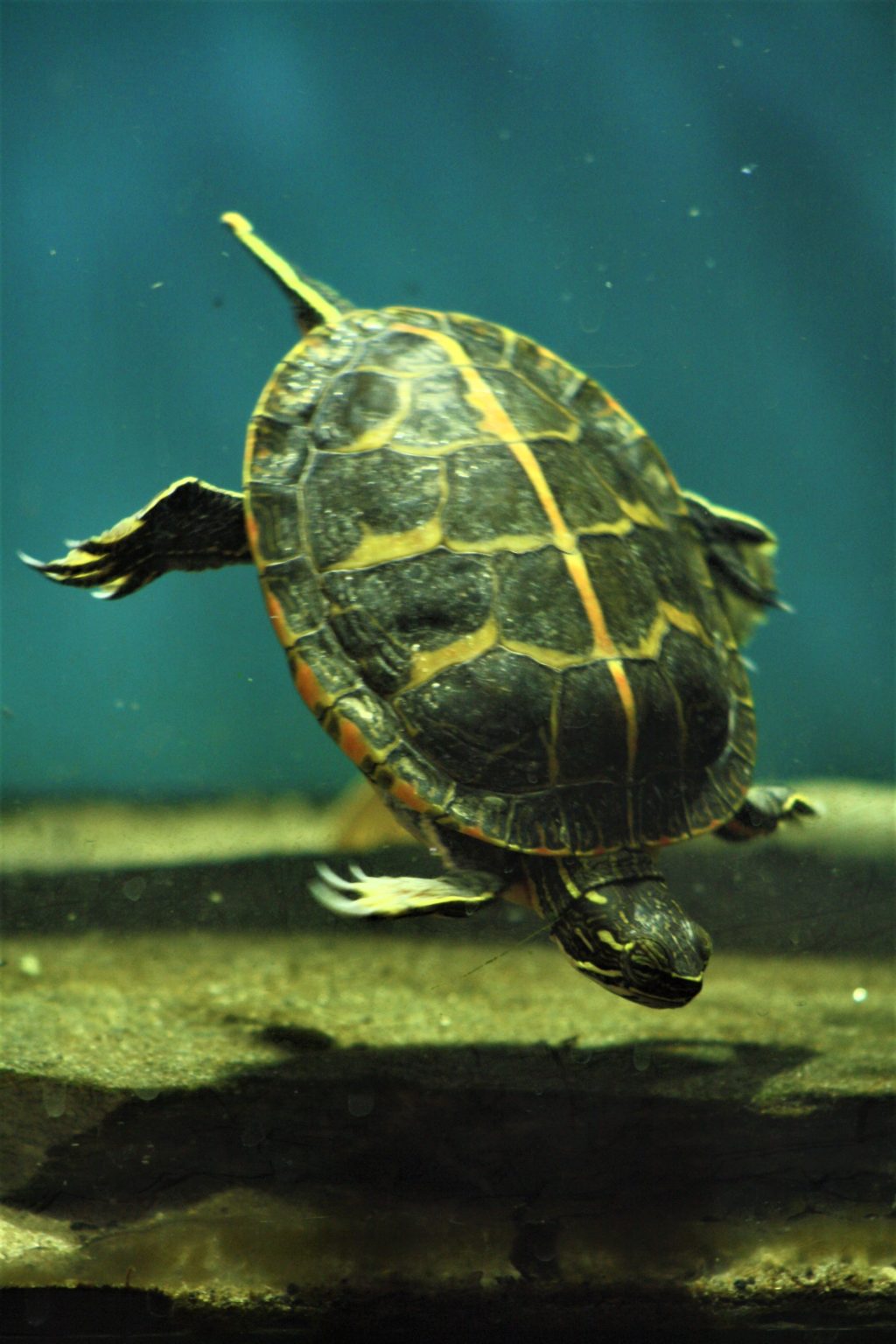 RückenstreifenZierschildkröten, Chrysemys picta dorsalis