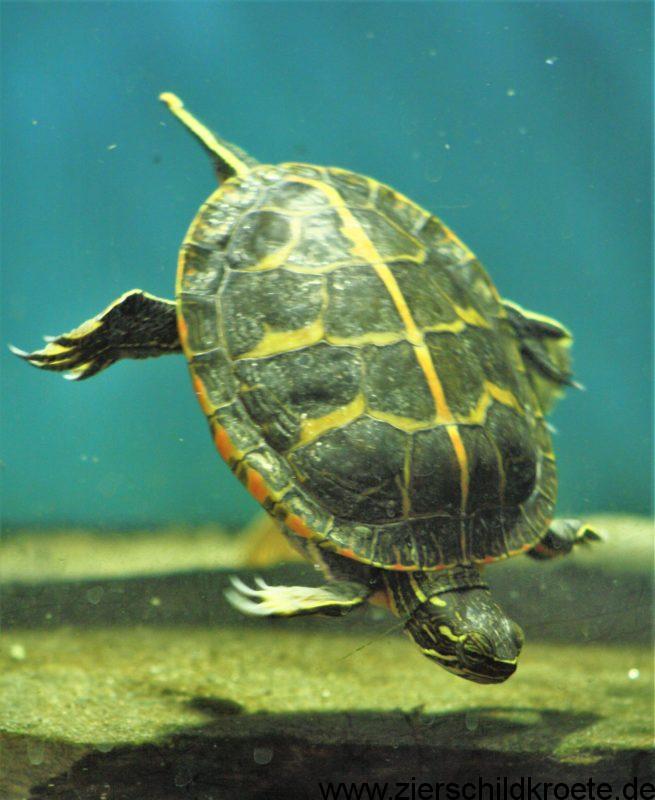 Cornelißen Neuware Schildkröte Wasserschildkröte ca 18cm lang 