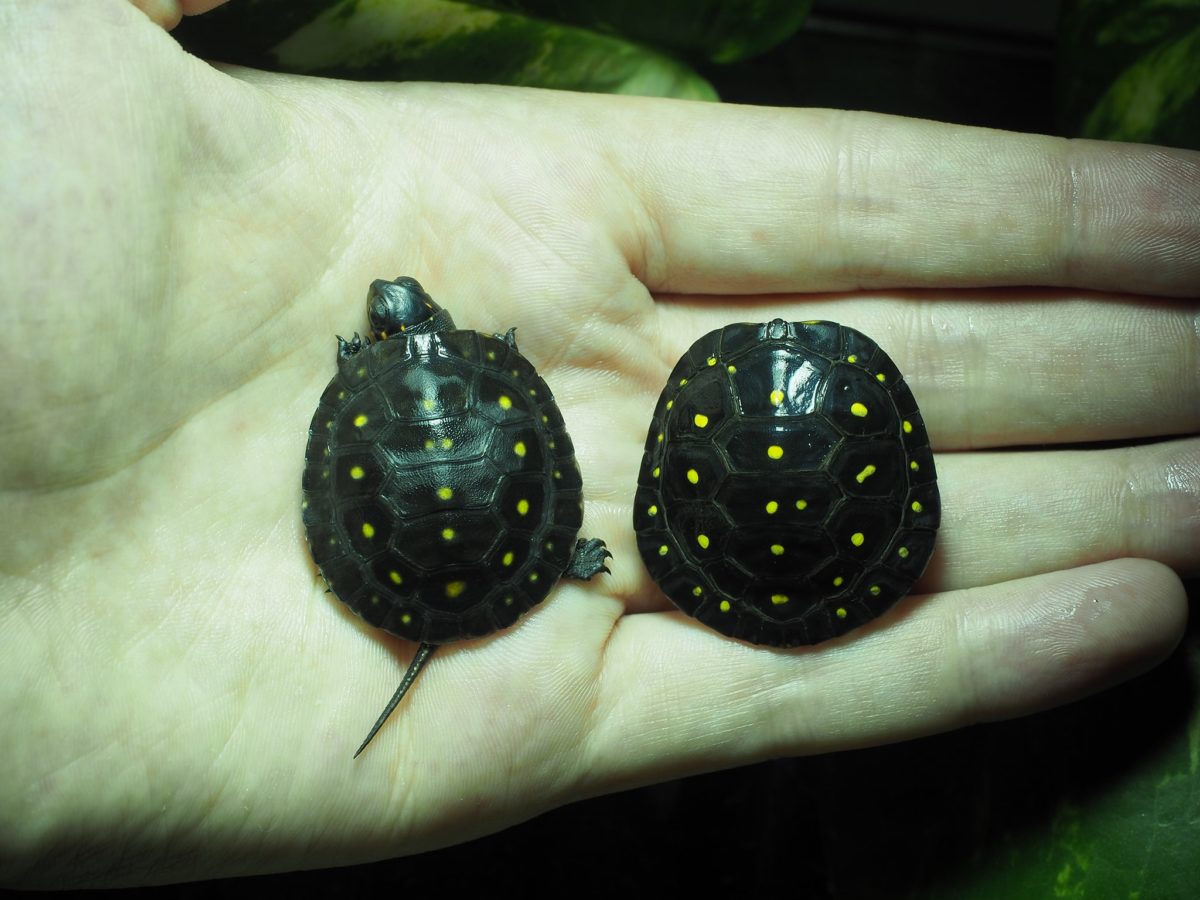 Tropfenschildkröten, Clemmys guttata