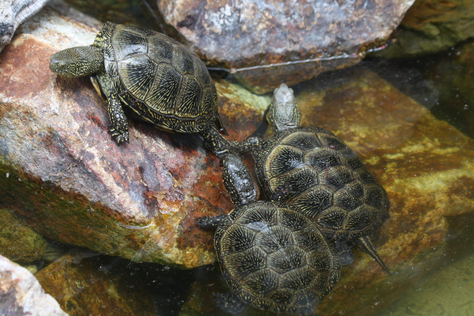 53+ Europäische Sumpfschildkröte Haltung Teich, Wenn du über einen