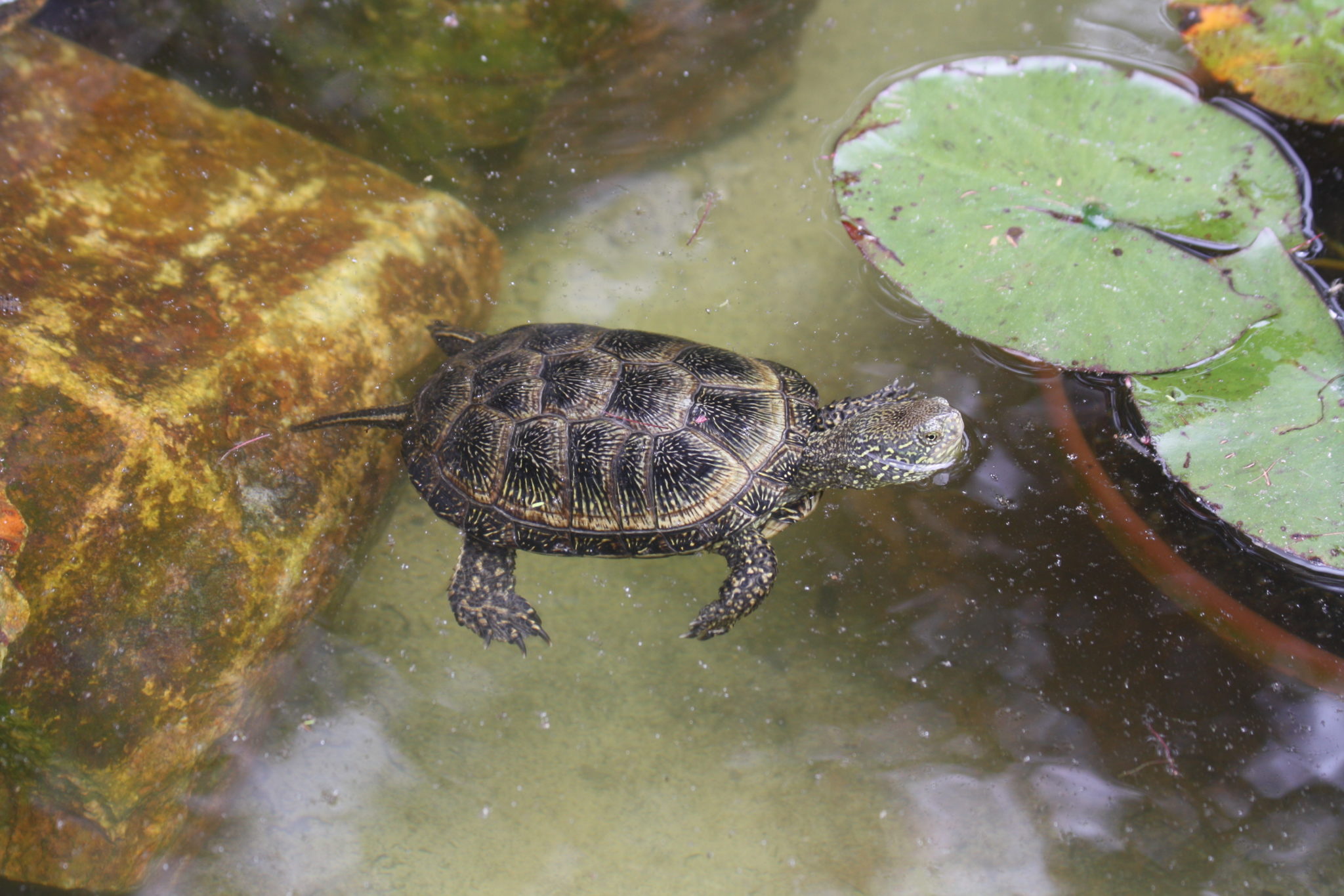 Europäische Sumpfschildkröten, Emys orbicularis