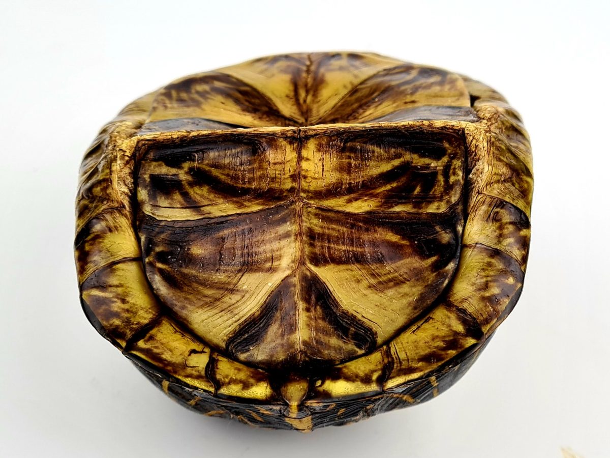 Dosenschildkröten, Terrapene - Wasserschildkröten