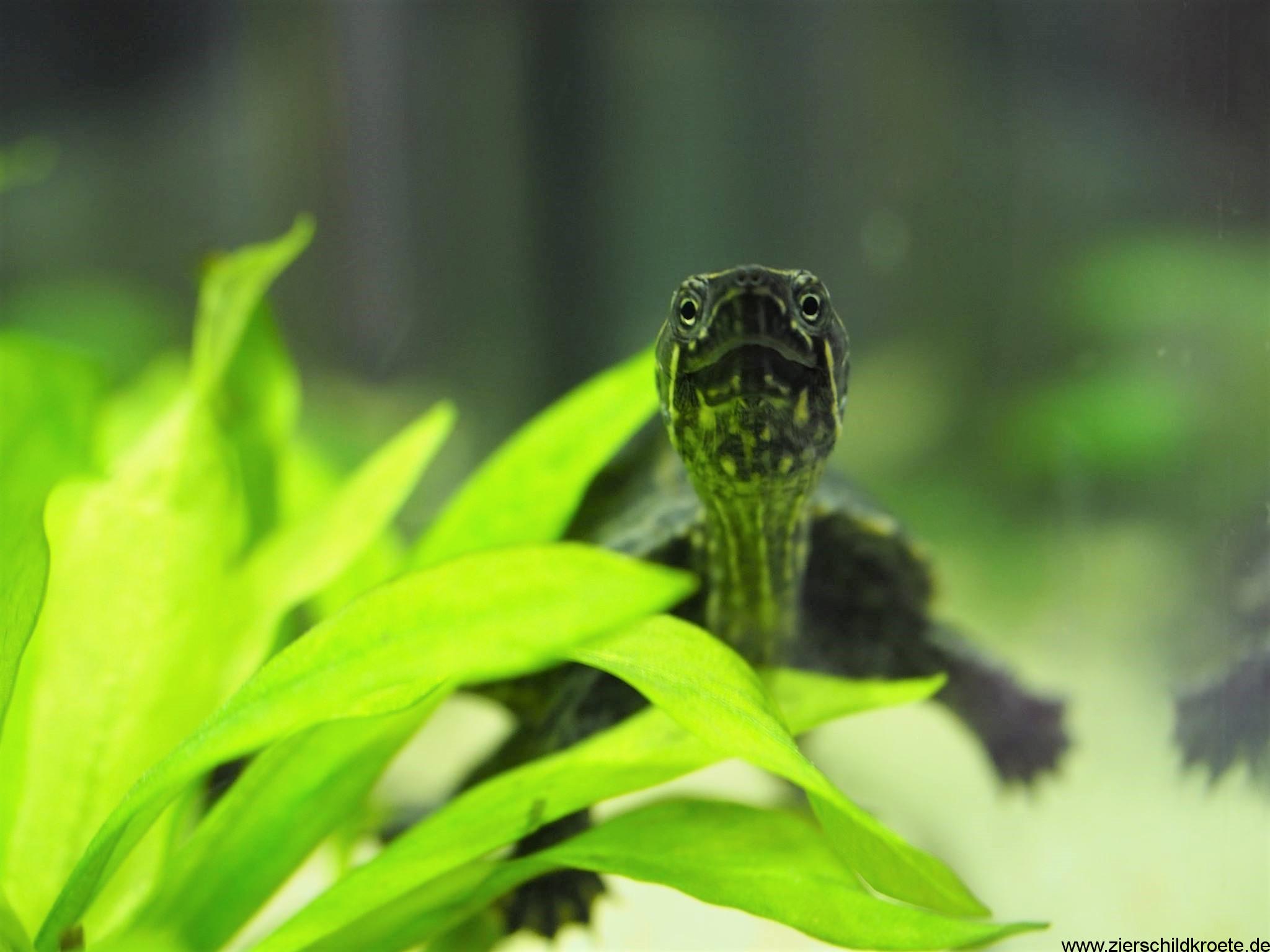 Gewöhnliche Moschusschildkröten, Sternotherus odoratus