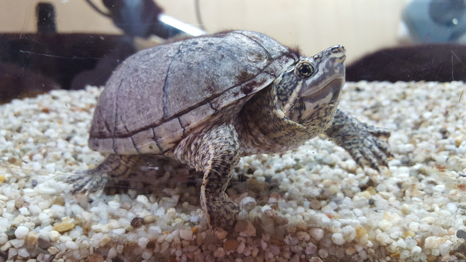 Gewöhnliche Moschusschildkröten, Sternotherus odoratus