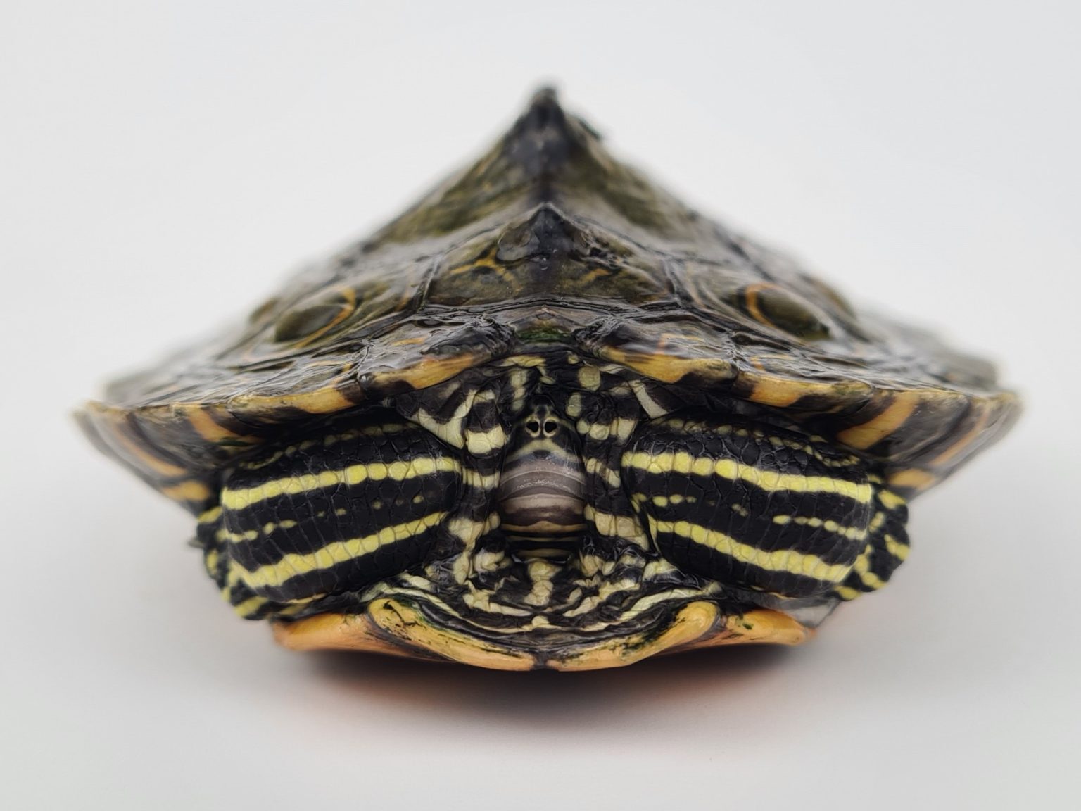 PrachtHöckerschildkröten, Graptemys oculifera Wasserschildkröten