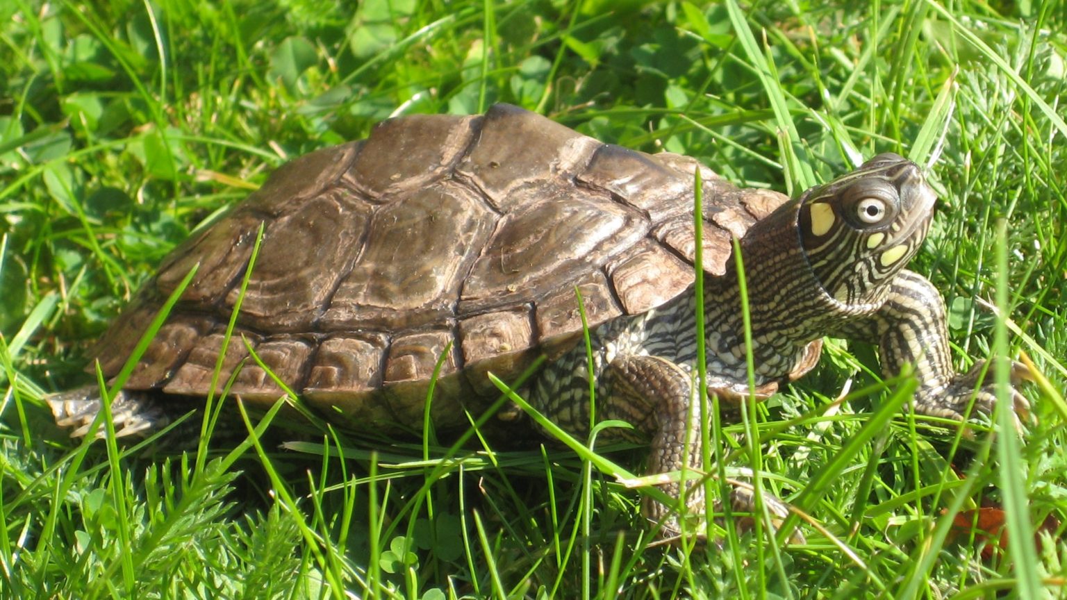 OuachitaHöckerschildkröten, Graptemys ouachitensis