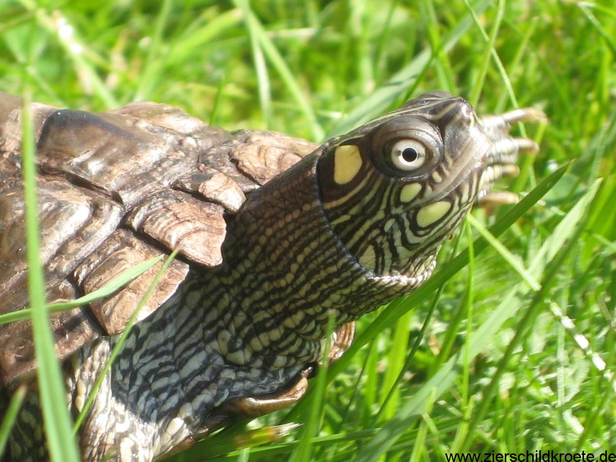 OuachitaHöckerschildkröten, Graptemys ouachitensis