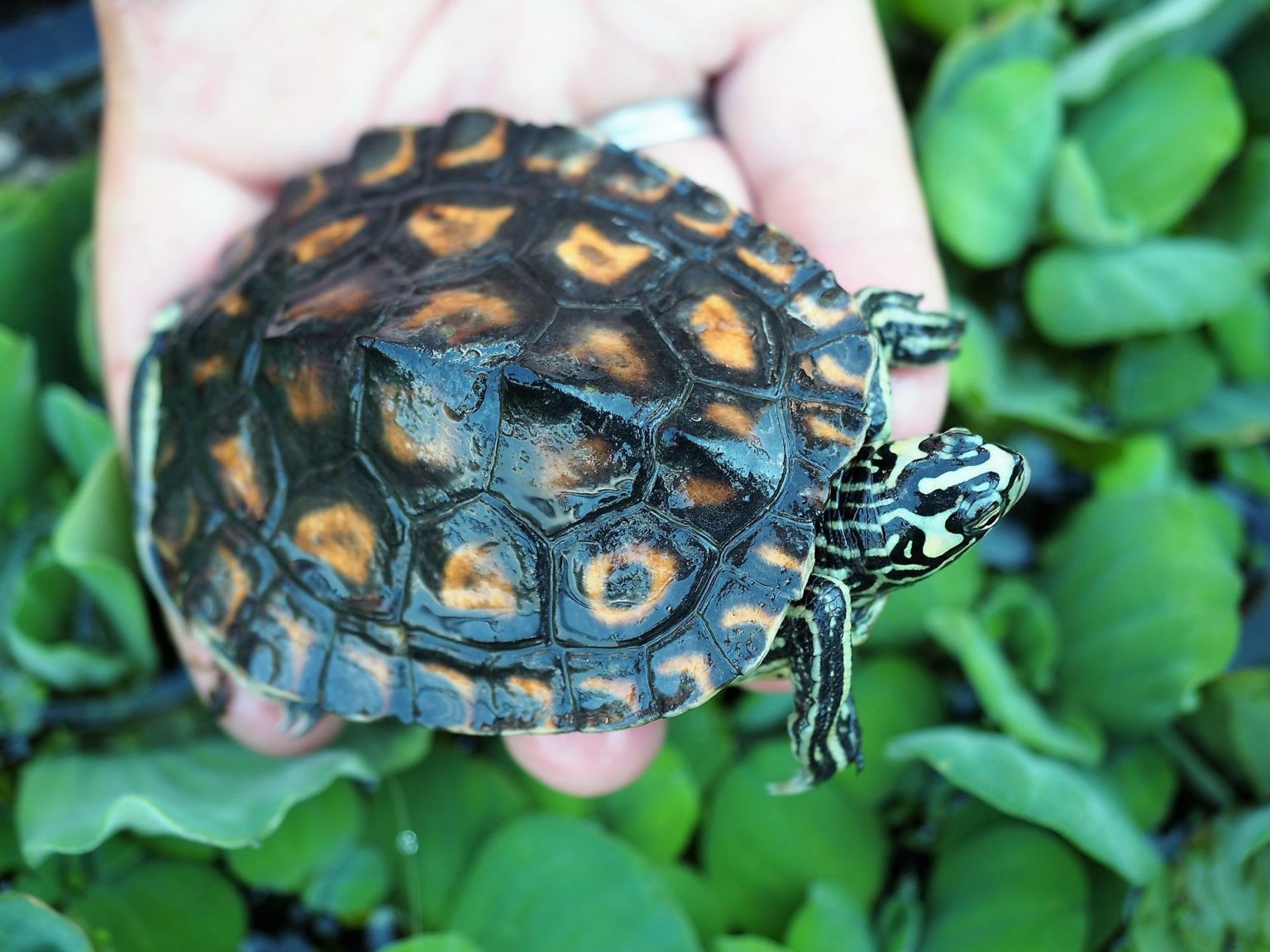 Wasserwerte für Wasserschildkröten