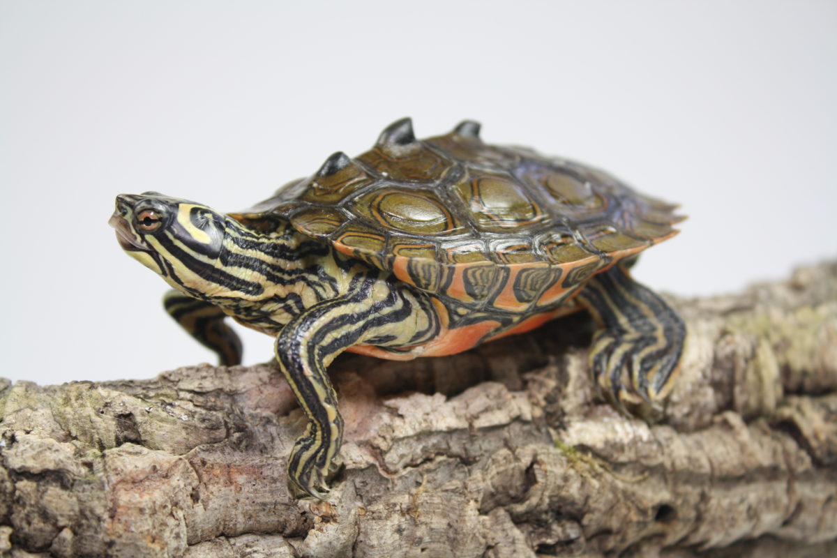 Kleinbleibende Wasserschildkröten für´s Aquarium, MiniSchildkröten