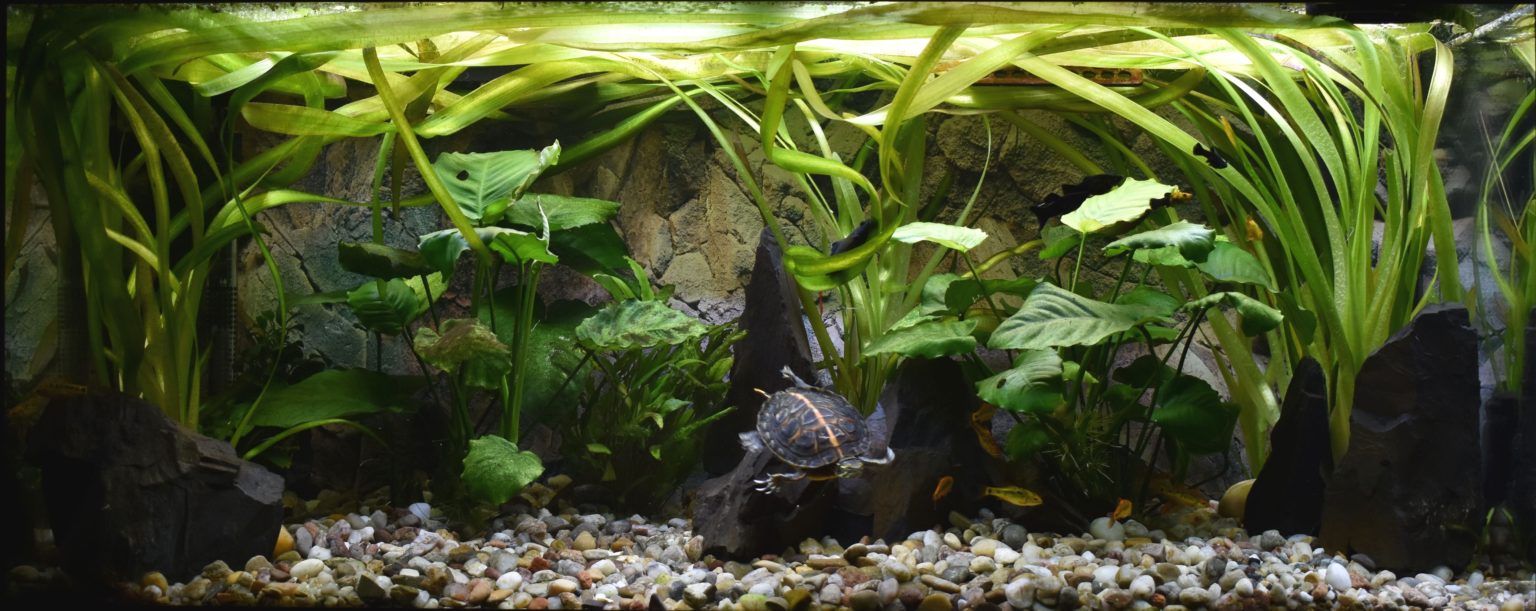 Aquarium für Wasserschildkröten: eingerichtete Becken