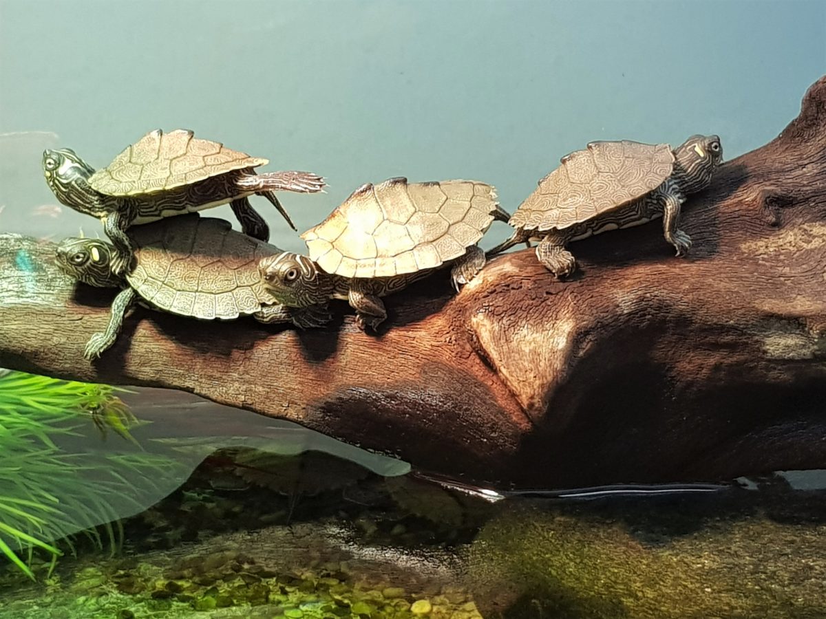 Wurzeln als Landteil Wasserschildkröten