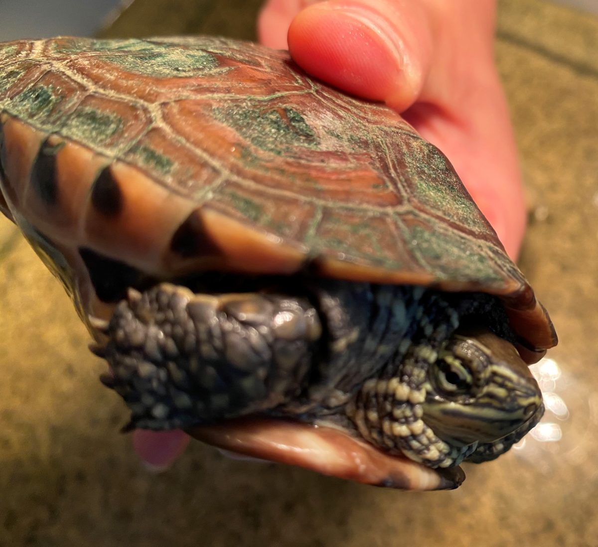 Hybrid Mauremys reevesii x sinensis Wasserschildkröten