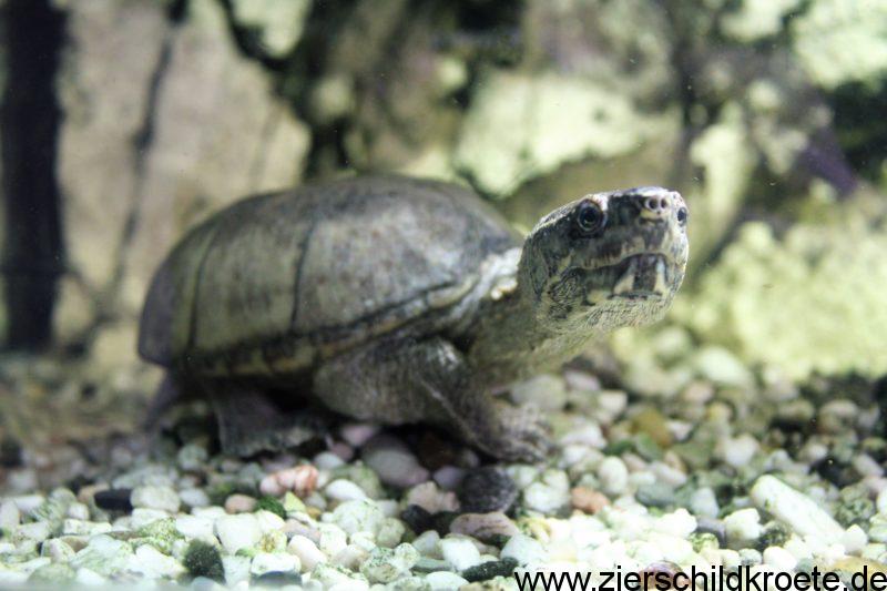 18cm lang Cornelißen Neuware Schildkröte Wasserschildkröte ca 