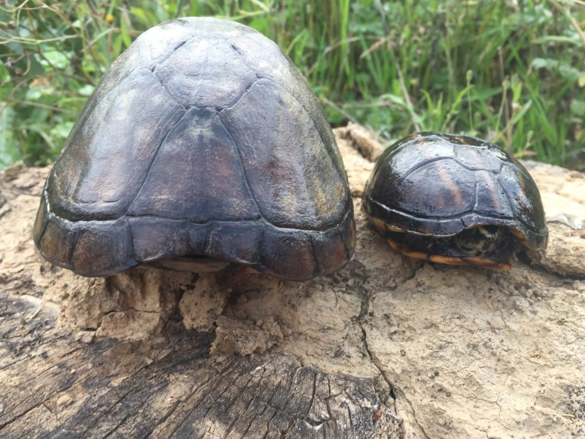 Dreistreifen-Klappschildkröten, Kinosternon baurii
