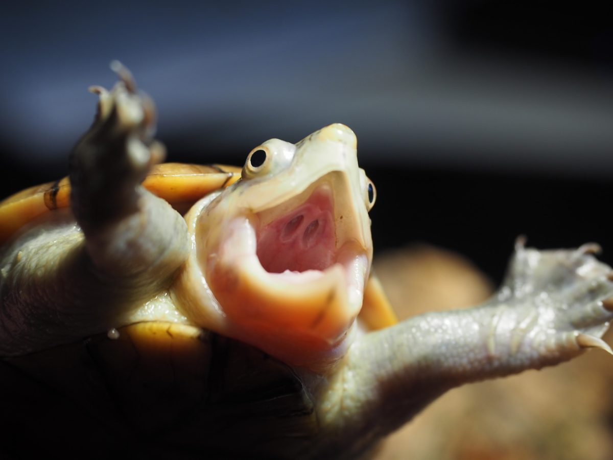 Wie erkennt man den Tod bei Schildkröten und anderen Reptilien