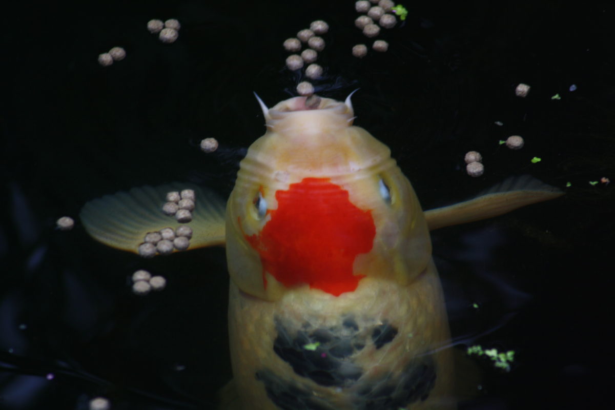 Wasserschildkröten und Kois oder Goldfische im Teich
