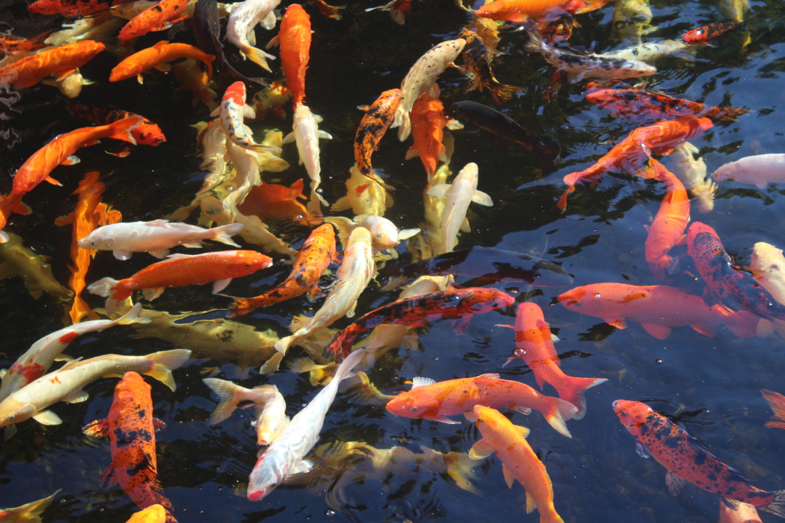 Wasserschildkröten und Kois oder Goldfische im Teich