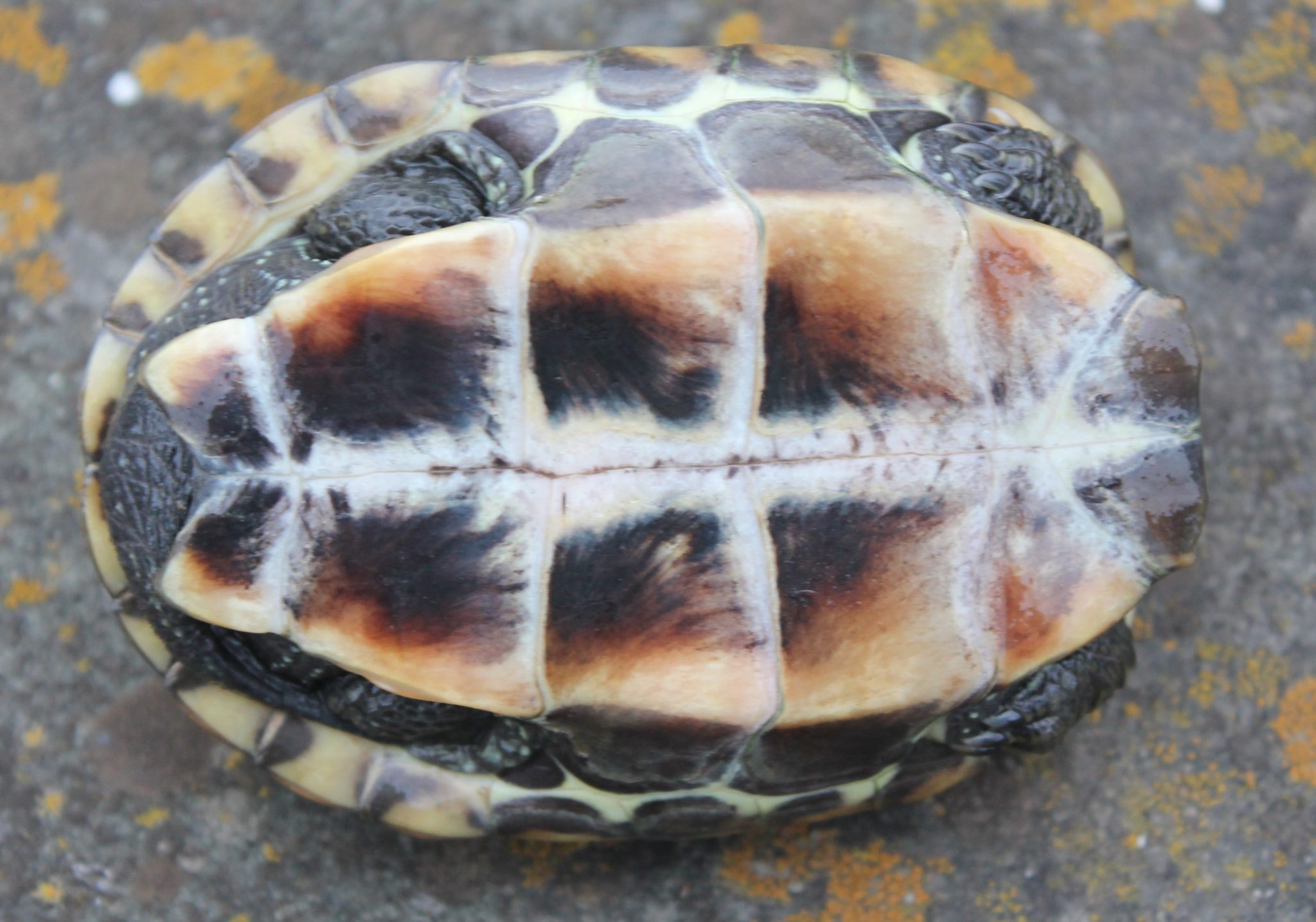 Artbestimmung von Wasserschildkröten