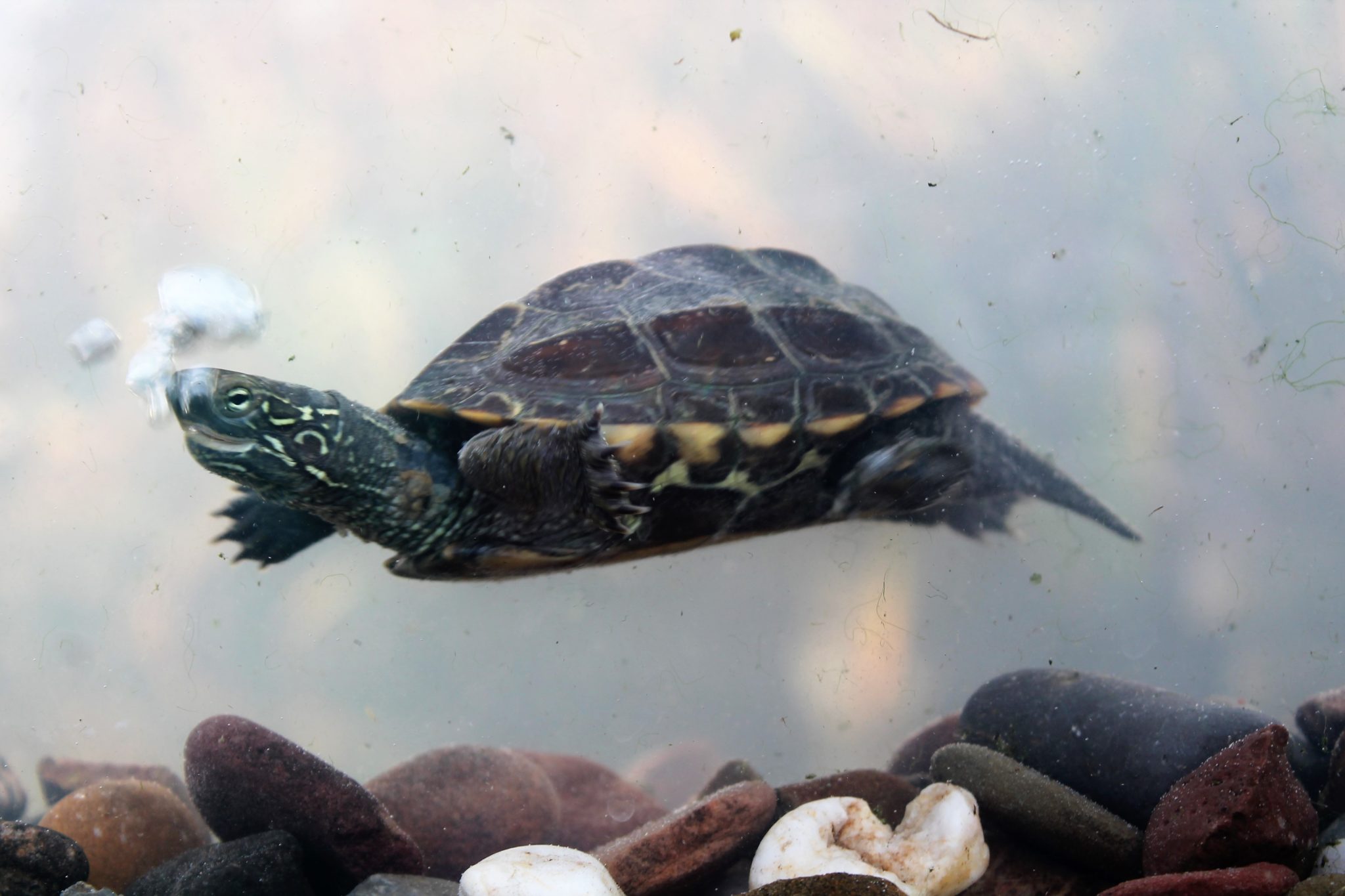 Wasserschildkröten www.zierschildkroete.de