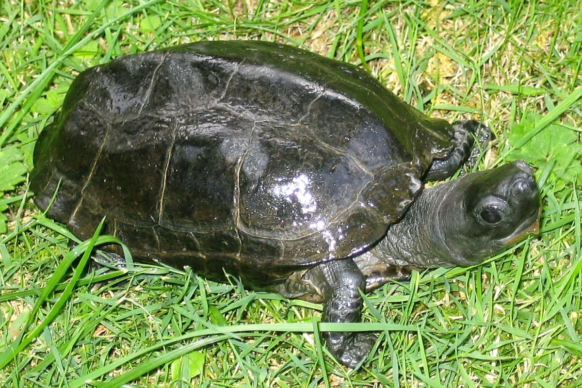 Mauremys Reveesii | Mauremys reevesii – WEVBZ
