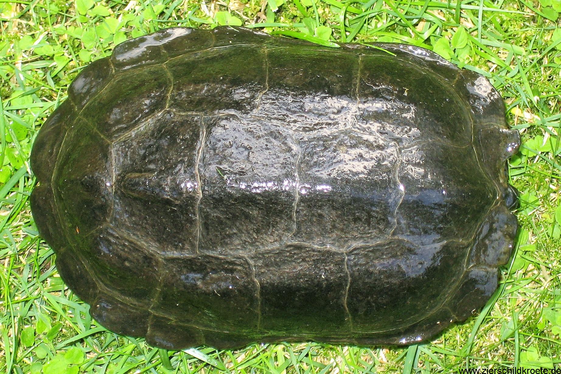 Chinesische Dreikielschildkröten, Mauremys reevesii (Chinemys)