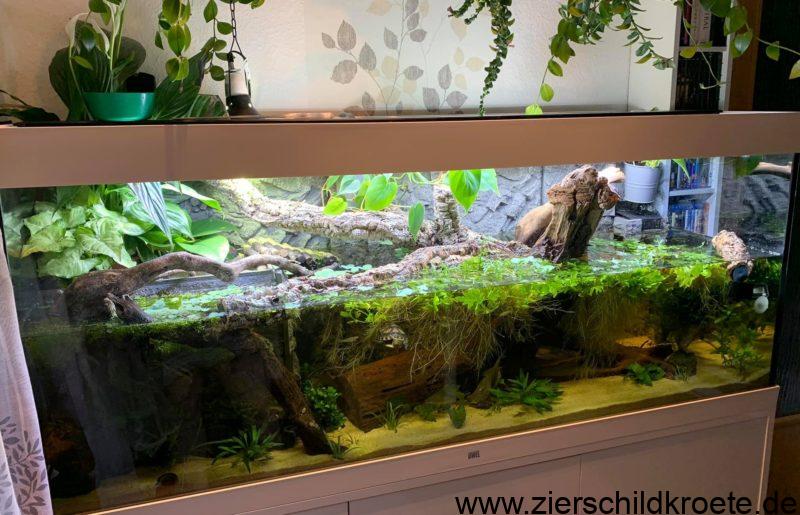 Aquarium für Wasserschildkröten: eingerichtete Becken