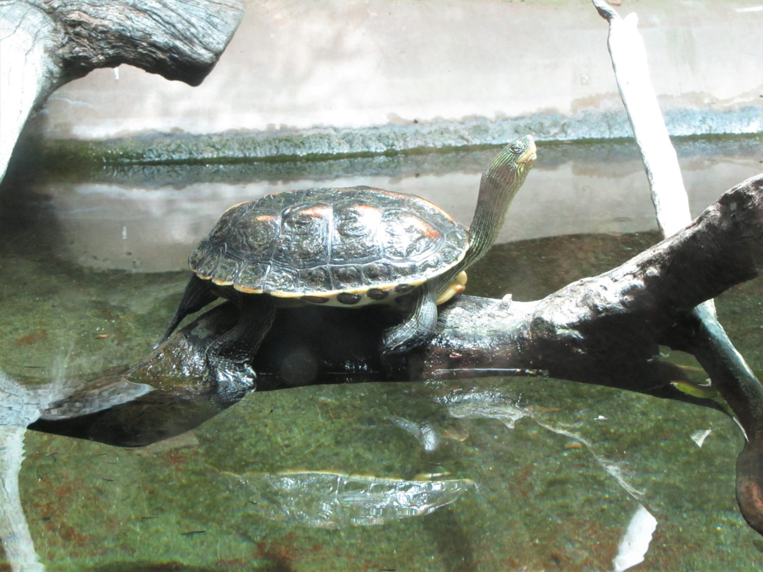 Chinesische Streifenschildkröten, Mauremys sinensis (Ocadia)