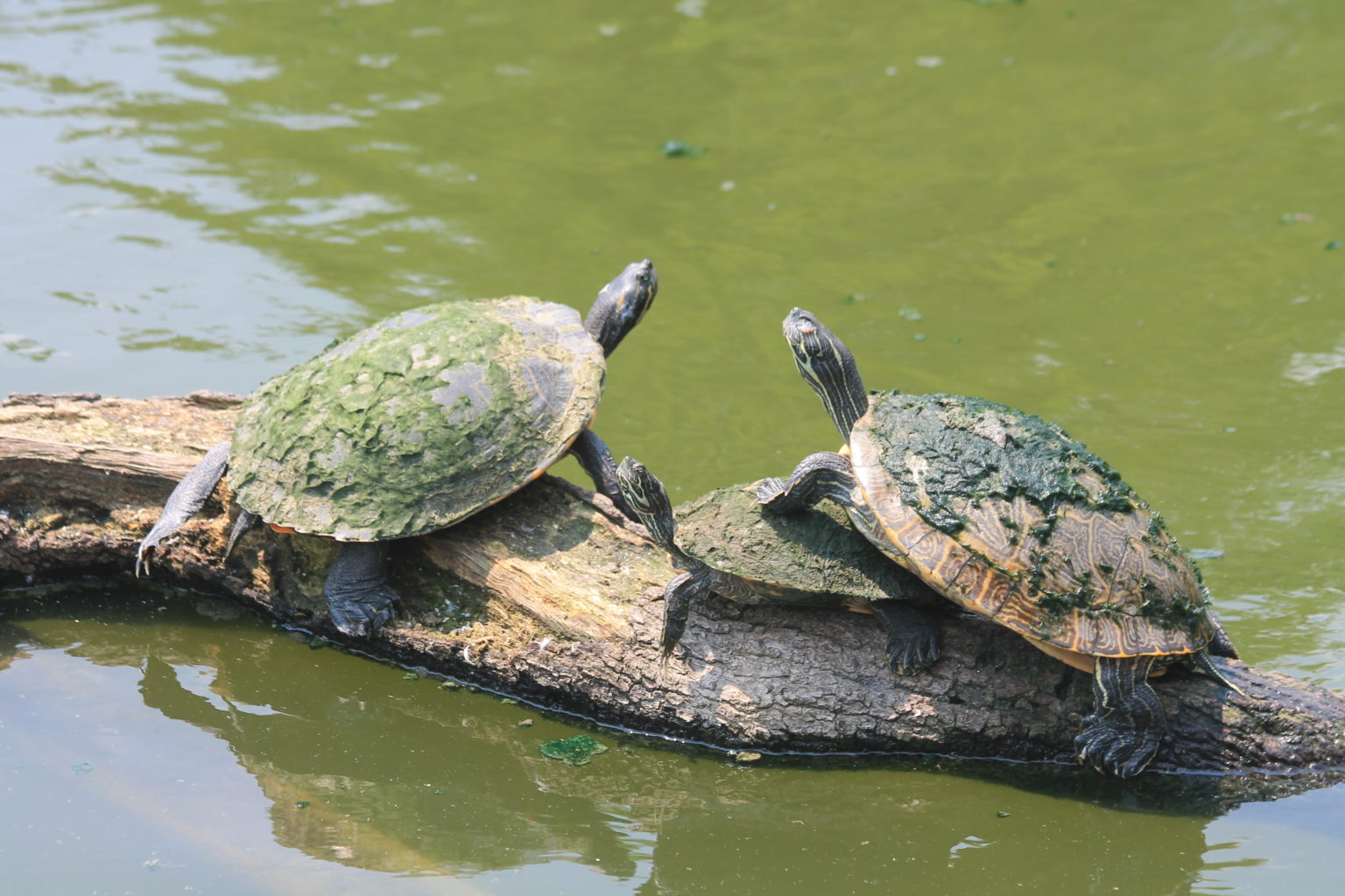 Teichhaltung von Wasserschildkröten